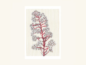 Norwegian Pyramidal Saxifrage