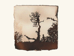 Cognate Landscapes I